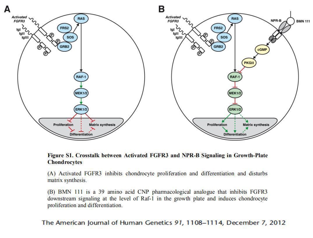 Mechanism of action of vosoritide Mechanism of action of vosoritide