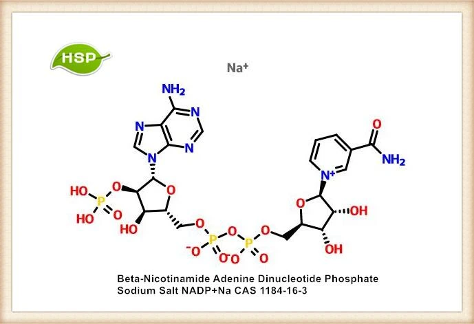 Sal sódica de fosfato de dinucleótido de adenina de beta-nicotinamida NADP + Na CAS 1184-16-3