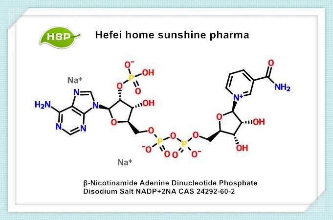 • Nicotinamida Adenina Dinucleótido Fosfato Disódico Sal NADP+2NA CAS 24292-60-2