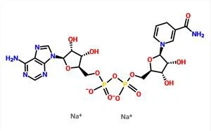 β-Nicotinamida Adenina Dinucleótido Sal Disódica NADH CAS 606-68-8